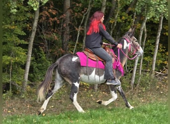 Muli, Stute, 13 Jahre, 145 cm, Schecke