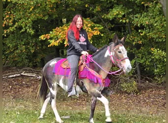 Muli, Stute, 13 Jahre, 145 cm, Schecke