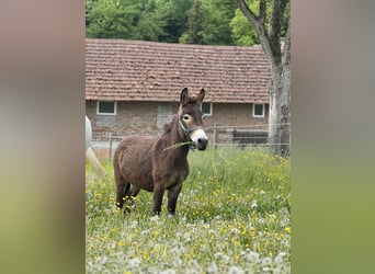 Muli, Stute, 2 Jahre, 100 cm, Dunkelbrauner