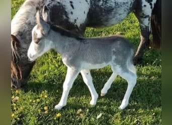 Muli, Stute, 2 Jahre, 90 cm, Schecke