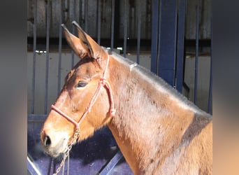 Muli, Stute, 5 Jahre, 155 cm