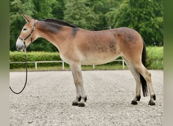 Muli, Stute, 5 Jahre, 157 cm, Brauner