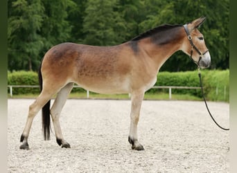 Muli, Stute, 5 Jahre, 157 cm, Brauner