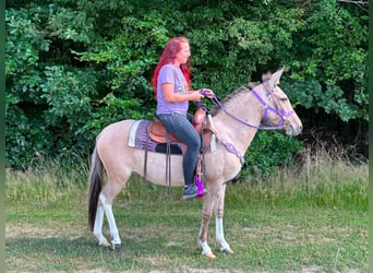 Muli, Stute, 7 Jahre, 140 cm, Falbe