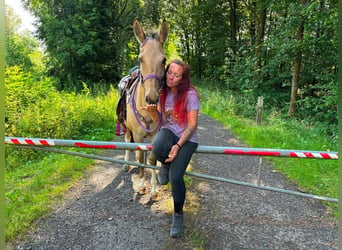 Muli, Stute, 7 Jahre, 140 cm, Falbe