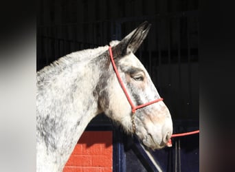 Muli, Stute, 7 Jahre, 166 cm, Overo-alle-Farben