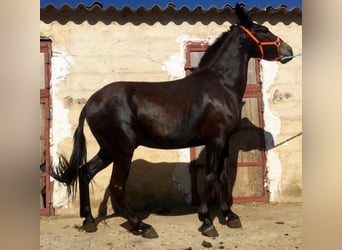 Muli, Stute, 7 Jahre, Rotbrauner