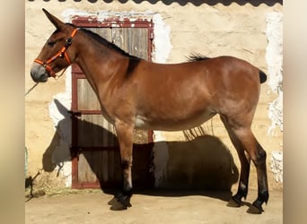 Muli, Stute, 7 Jahre, Rotbrauner