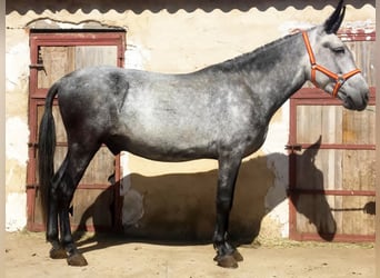 Muli, Stute, 7 Jahre, Rotbrauner
