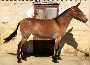 Muli, Stute, 7 Jahre, Rotbrauner