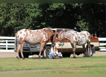 Muli, Stute, 8 Jahre, 155 cm, Tigerschecke