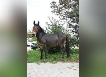 Muli, Wallach, 11 Jahre, 142 cm, Brauner