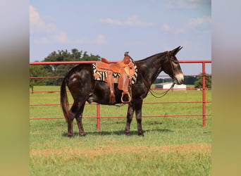 Muli, Wallach, 11 Jahre, 145 cm, Rappe