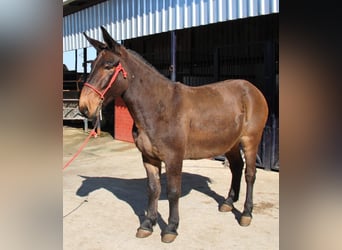 Muli, Wallach, 11 Jahre, 157 cm