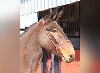 Muli, Wallach, 11 Jahre, 157 cm