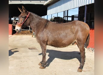 Muli, Wallach, 14 Jahre, 170 cm, Brauner