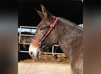 Muli, Wallach, 15 Jahre, 170 cm, Brauner