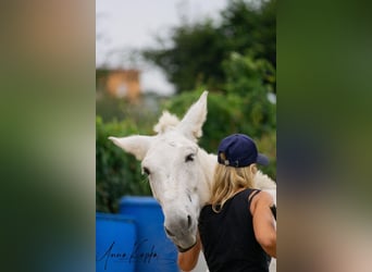 Muli, Wallach, 16 Jahre, 142 cm, Fliegenschimmel