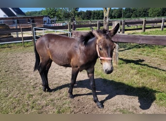 Muli, Wallach, 1 Jahr, 140 cm, Kann Schimmel werden