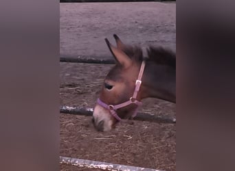 Muli, Wallach, 1 Jahr, Dunkelbrauner