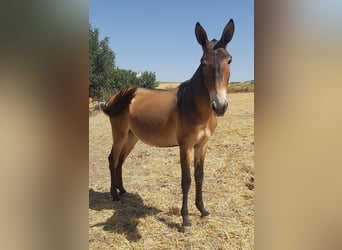 Muli, Wallach, 4 Jahre, 157 cm, Buckskin