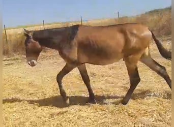 Muli, Wallach, 4 Jahre, 157 cm, Buckskin