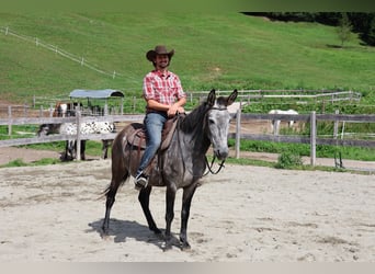 Muli Mix, Wallach, 5 Jahre, 156 cm, Apfelschimmel