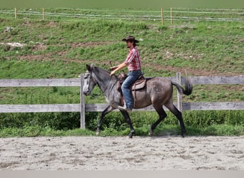 Muli Mix, Wallach, 5 Jahre, 156 cm, Apfelschimmel