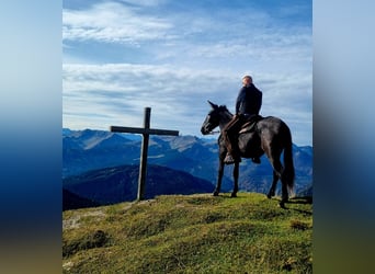 Muli Mix, Wallach, 5 Jahre, 156 cm, Apfelschimmel