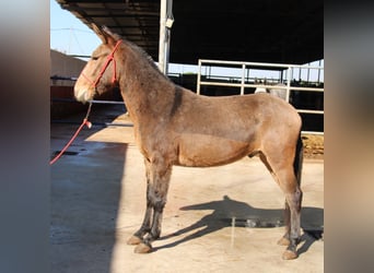 Muli, Wallach, 5 Jahre, 156 cm, Buckskin