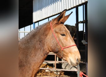 Muli, Wallach, 5 Jahre, 156 cm