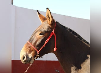 Muli, Wallach, 5 Jahre, 160 cm