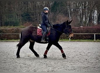 Muli, Wallach, 6 Jahre, 158 cm, Dunkelbrauner