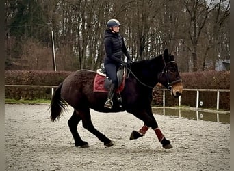 Muli, Wallach, 6 Jahre, 160 cm, Dunkelbrauner