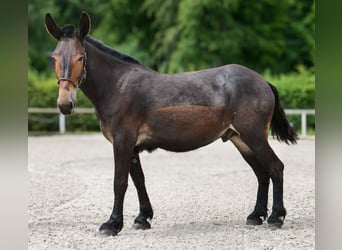 Muli, Wallach, 6 Jahre, 163 cm, Dunkelbrauner