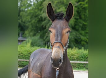 Muli, Wallach, 6 Jahre, 163 cm, Dunkelbrauner