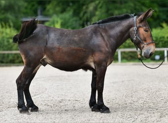 Muli, Wallach, 6 Jahre, 163 cm, Dunkelbrauner