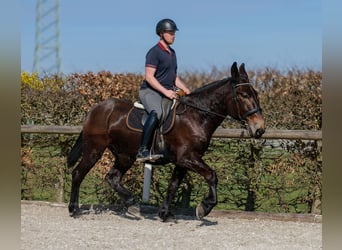 Muli, Wallach, 6 Jahre, 163 cm, Dunkelbrauner