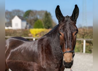 Muli, Wallach, 6 Jahre, 163 cm, Dunkelbrauner