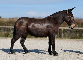 Muli, Wallach, 6 Jahre, 163 cm, Dunkelbrauner