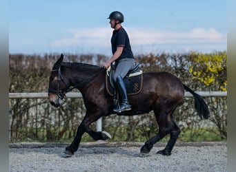 Muli, Wallach, 6 Jahre, 163 cm, Dunkelbrauner