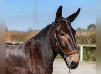 Muli, Wallach, 6 Jahre, 163 cm, Dunkelbrauner