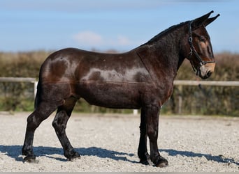 Muli, Wallach, 6 Jahre, 163 cm, Dunkelbrauner