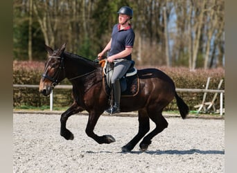 Muli, Wallach, 6 Jahre, 163 cm, Dunkelbrauner