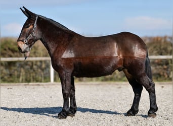 Muli, Wallach, 6 Jahre, 163 cm, Dunkelbrauner