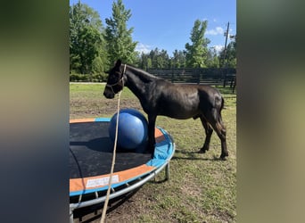 Muli Mix, Wallach, 7 Jahre, 122 cm, Rotbrauner