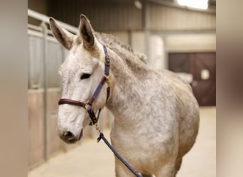 Muli, Wallach, 7 Jahre, 158 cm, Schimmel