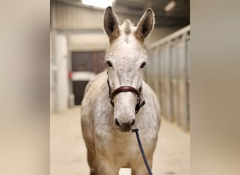 Muli, Wallach, 7 Jahre, 158 cm, Schimmel