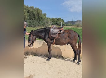 Muli, Wallach, 8 Jahre, 148 cm, Dunkelbrauner