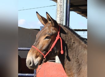 Muli, Wallach, 8 Jahre, 156 cm